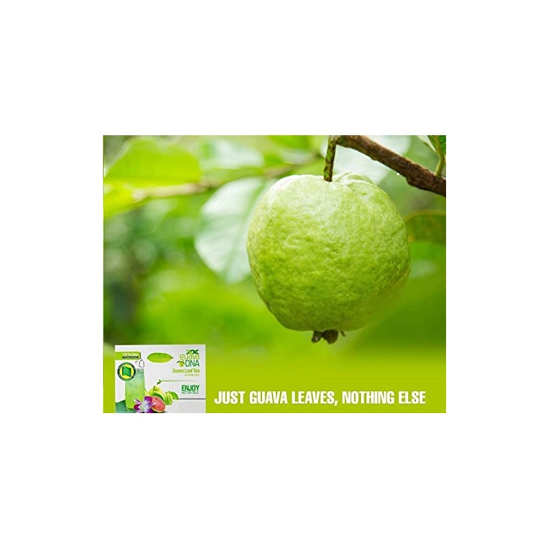 MATCHA DNA Guava Leaf Tea - 120 Individually Wrapped Teabags
