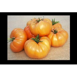 Kellogg's Breakfast Tomato 25 - 1000 Seeds Heirloom Unique Bulk Very Productive! (1000)