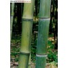 Maya Gardens, Inc. Phyllostachys Atrovaginata, Incense Bamboo #1 Size Live