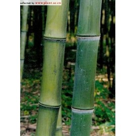 Maya Gardens, Inc. Phyllostachys Atrovaginata, Incense Bamboo #1 Size Live Plant