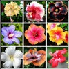 Flower Seeds 100 + Seeds Double Color Hibiscus Seeds Hardy