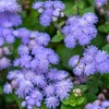 Eden Brothers Ageratum Seeds (Dwarf) - Blue Mink