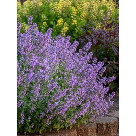 Perennial Farm Marketplace Nepeta x f. 'Cat's Meow' Perennial, Size-#1 Container, Purple Flowers