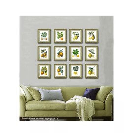 Gnosis Picture Archive Prints Antique Botanical Fruit SET OF 12 Unframed LEMON ORANGE Citrus Fruit Wall Art