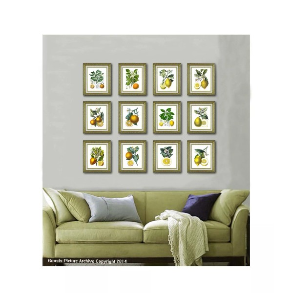 Gnosis Picture Archive Prints Antique Botanical Fruit SET OF 12