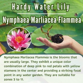 Mainam Mix Colorful Hardy Water Lily Tuber Live Aquarium Plant for Freshwater Fish Pond Balcony Buy 2 GET Fertilizer Free (Pink Nymphaea Marliacea Flammea)
