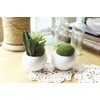 Kishima CT Catalyst Deodorizing Artificial Green Succulent