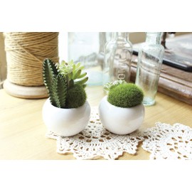 Kishima CT Catalyst Deodorizing Artificial Green Succulent