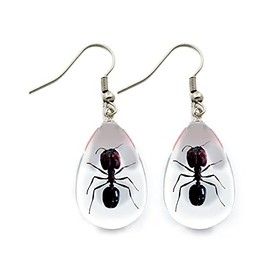 Real Insect Earrings - Ants - Clear Acrylic Tear Drop