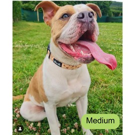 Adjustable Bumble Bee Dog Collar with soft padded neck- Paw to Paw- breathable ultra comfy, sizes xs-medium (Small)