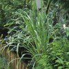 Outsidepride Lemon Grass Plant Seeds - 1000 Seeds