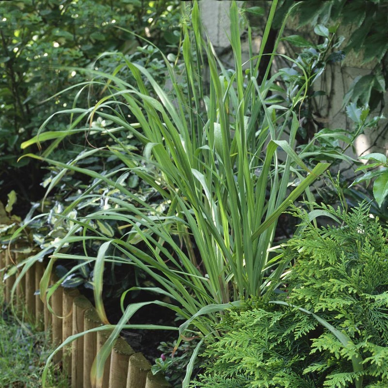 Outsidepride Lemon Grass Plant Seeds - 1000 Seeds