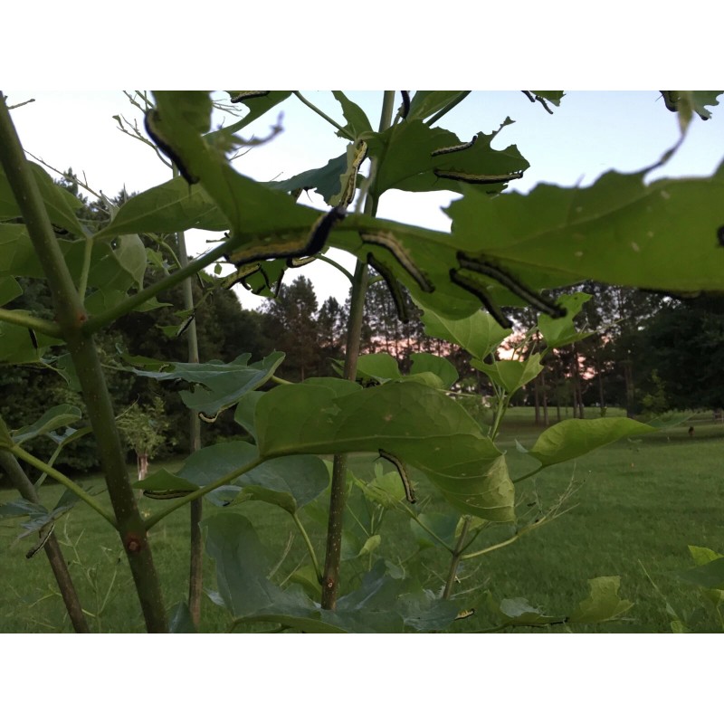 Catalpa, Southern Catalpa Tree Seeds, (For Raising Catalpa Worms) Catfish