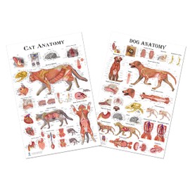 Blue Tree Publishing Cat and Dog Anatomy Poster Veterinary Anatomy, Anatomy & Veterinary Physiology Feline & Canine 2 Poster 24 x 36 - For Vet Nurses And Students