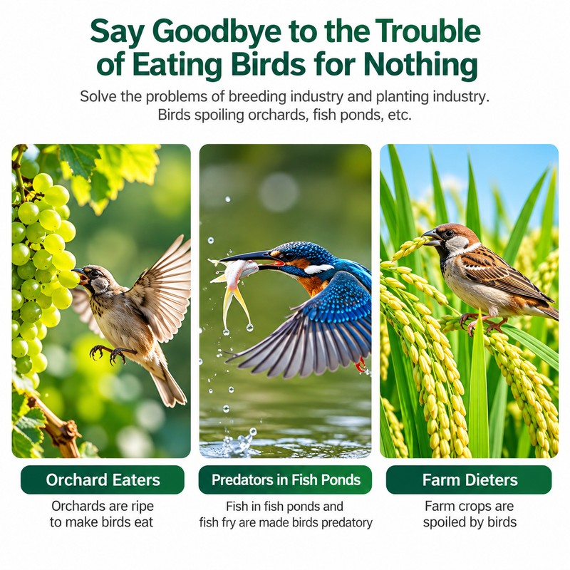 Transparent Anti-Bird Netting for Garden, Grapes, Orchard & Fishpond –