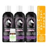 Shampoos Extracto Cola Caballo Aceite Bergamota