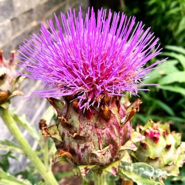 TomorrowSeeds Cardoon Seeds | Cardoni Cardone Cynara Thistle Artichoke  Perennial Seed 2025 - 90+ Count