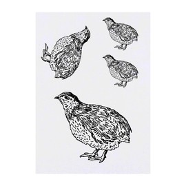 4 x 'Bird Quail' Temporary Tattoos - Water Resistant, Skin-Safe, Non-Toxic Transfers, Mixed Sizes (TO00079256)
