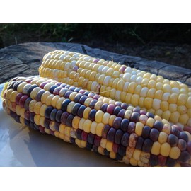 Festivity Sweet Corn Seeds (~30): Certified Organic, Non-GMO, Heirloom, Open Pollinated Seeds from The United States