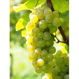 Niagara Grape Vine - 1 Bare Root Live Plant