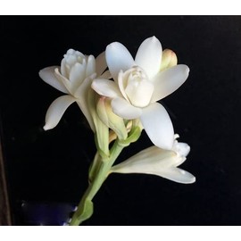 Polianthes tuberosa 'Tuberose' Double Bloom / 5 Hardy Perennial Tubers That Produce Multiple Fragrant White Blooms in Early Fall by The Southern Bulb Company