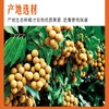 JINQI Seedless dried Longan longan Guiyuan Guiyuan dried 无核龙眼干 桂圆干260g(130g×2)