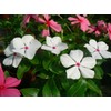 22Day Seeds: Seeds Periwinkle Madagascar Mix/Vinca Rosea/Perennial Flowers
