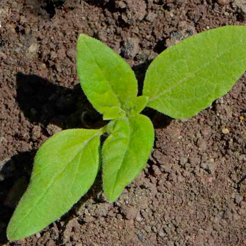 Seed Needs, Dwarf Teddy Sunflower Seeds - 100 Heirloom Seeds