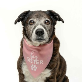 Big Sister with Heart Paw Dog Bandana | 100% Cotton Adjustable Triangle | Made in USA | New Baby | Pregnancy Announcement Photoshoot Prop | Gender Reveal | Baby Pink X-Small (86) GB