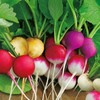 SeedsUP - 300+ Radish Rainbow Fast&Quick 25 Days - Vegetable