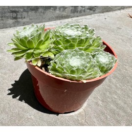 The Waterspout | 4" Cactus and Succulent Collections (Serpervivum 'Hens and Chicks Cobweb')