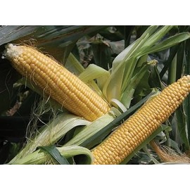 50 Golden Bantam Organic Corn Seeds Heirloom - Non-GMO - Always Fresh Seed!