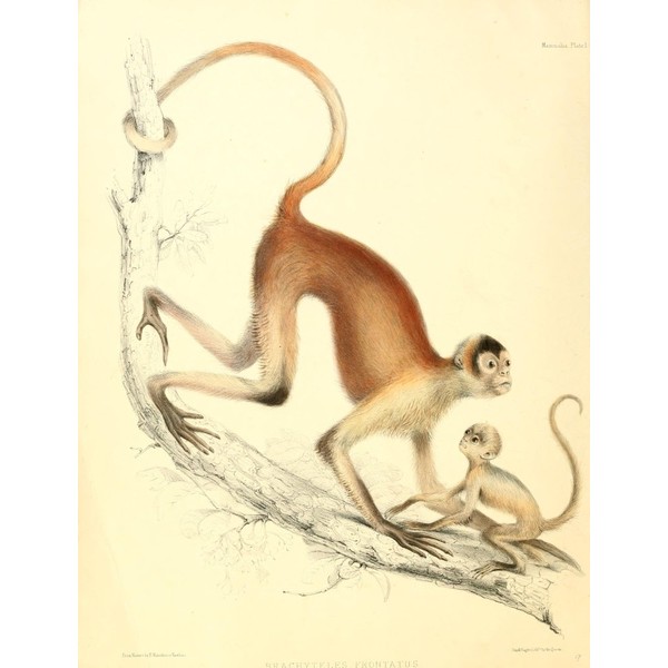 Zoology of HMS Sulphur 1844 Woolly Spider-monkey Poster Print by