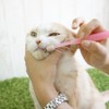 ビバテック 猫 SS サイズ
