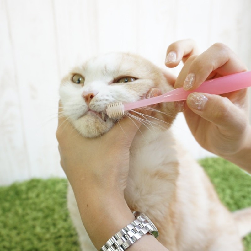 ビバテック 猫 SS サイズ