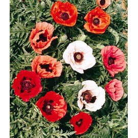 KIRA SEEDS - Oriental Poppy Papaver Mix - Perennial Flowers for Planting - GMO Free