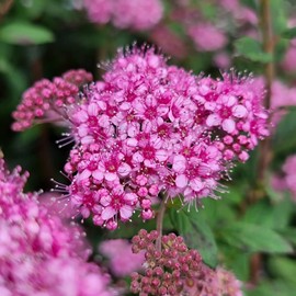 Poprocks Petite Spirea - 3 gal - Bloomin' Easy - Compact Deciduous Shrub - Candy-Pink Blooms - Reblooming - Zones 3-8 - Spiraea Japonica ‘Odessa’ PP28508-3 Gallon Pot