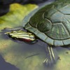 Safari Ltd. Red-Eared Slider Turtle Figurine - Realistic 5.25" Model