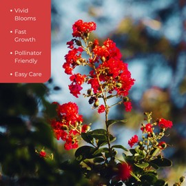 1 Red Rocket Crepe Myrtle, Live Plant (Lagerstroemia Indica) – Vibrant Red Blooms, Thriving in 2.5” Nursery Cubes