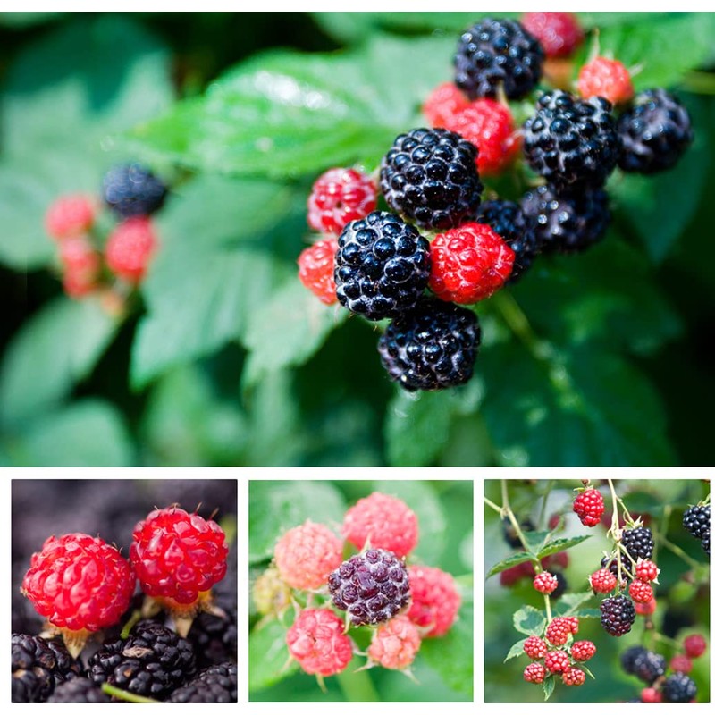 Organic Natural Raspberry Rubus Coreanus Fruit Extract Powder Herb 10.58