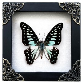 VINADECOR Real Butterfly White Framed Butterflies Shadow Box Bug Wooden Insect Specimen Entomology Oddity Taxidermy Handmade Decor Wall Hanging K12-11-TR