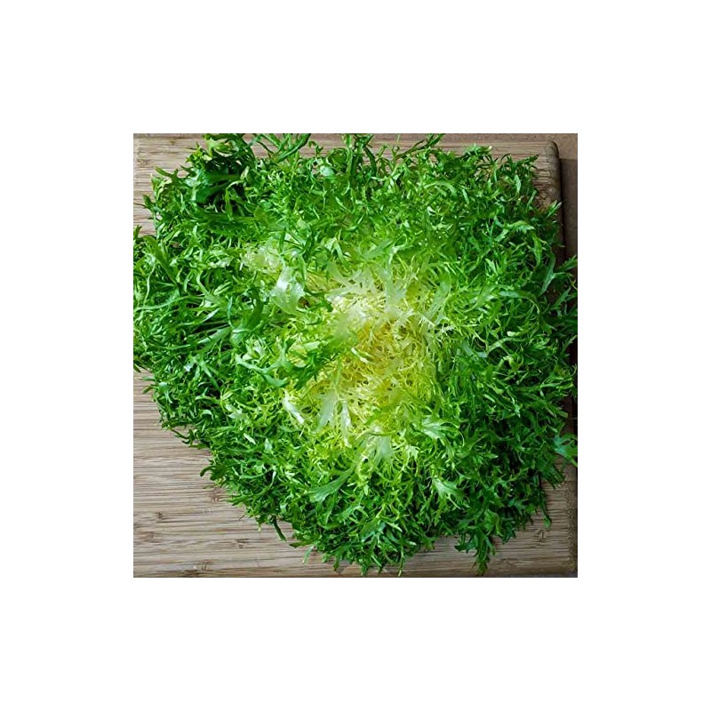 800 Frisee Endive Seeds for Planting Chicory Heirloom Non GMO