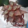ORGANICO DRAGON FRUIT CUTTINGS 8-14 Inches check the description