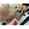 Pet Grass Variety Pack by Cat FurNature