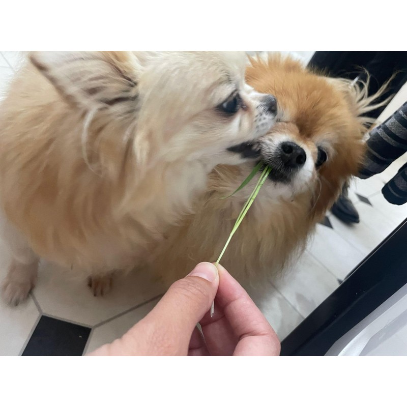 Pet Grass Variety Pack by Cat FurNature