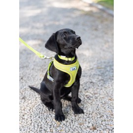 Handystraps Ancol Nylon Dog Collar 8" - 19" (35-43cm, Size 4)