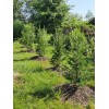 Simple Tree Fast Draining Mix, Indoor Outdoor, Organic, Soil-less, Peat-Free,