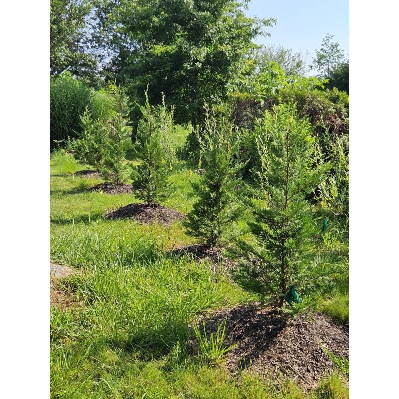 Simple Tree Fast Draining Mix, Indoor Outdoor, Organic, Soil-less, Peat-Free,