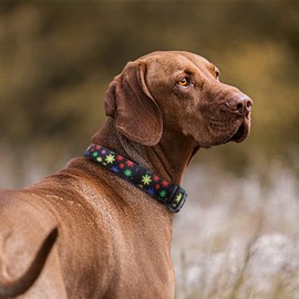 QQPETS Collar de perro suave ajustable: estampado de flores, color rosa, multicolor, bonitos patrones para talla XS, pequeña, mediana y grande, mascotas, niño, cachorro, caminar, correr, entrenamiento