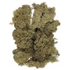 Daichi Farm DO061071-760 Preserved Flower Iceland Moss Sachet, Moss Green,